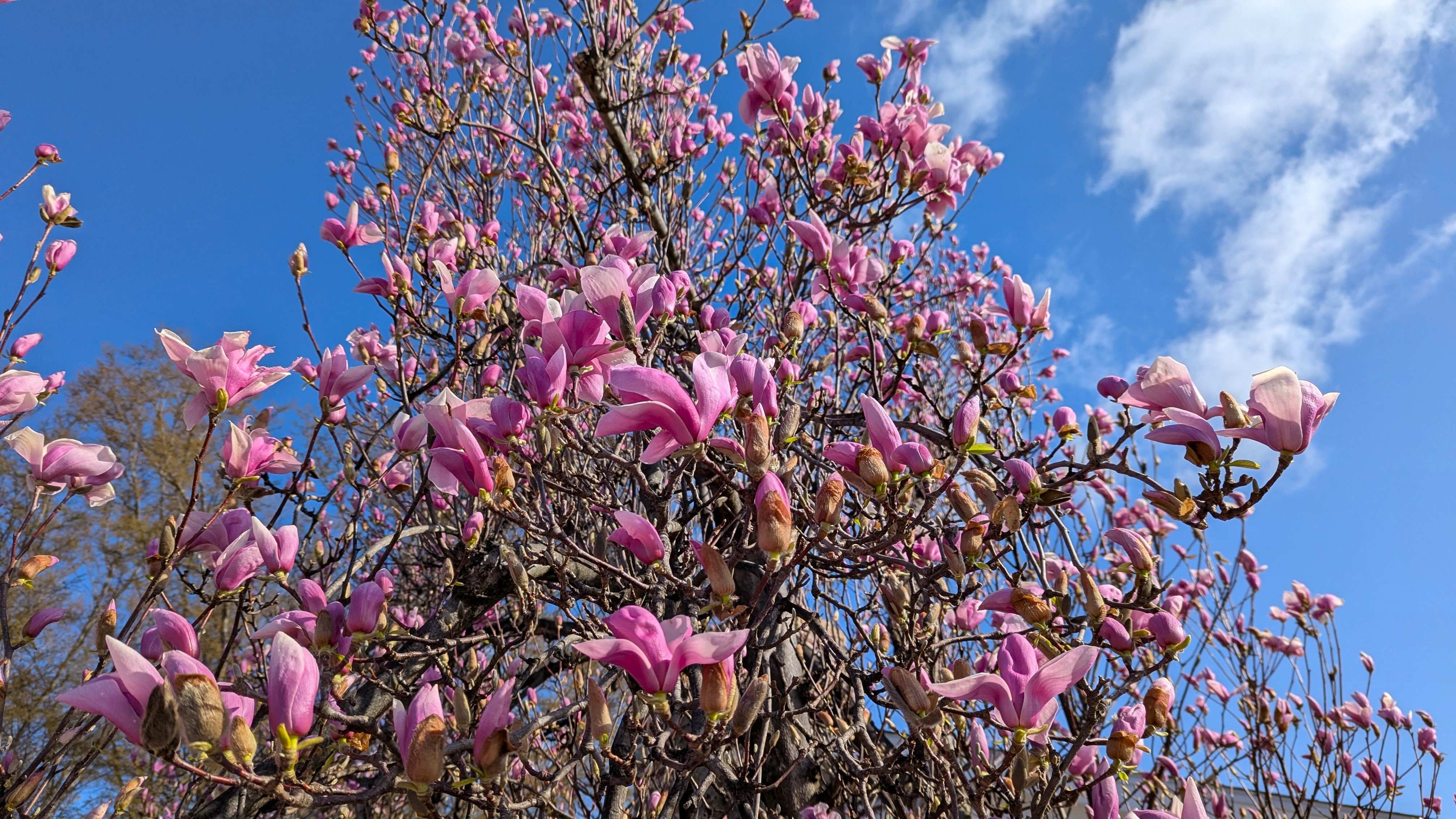 Ambler Arboretum: Spring Horticulture Hike