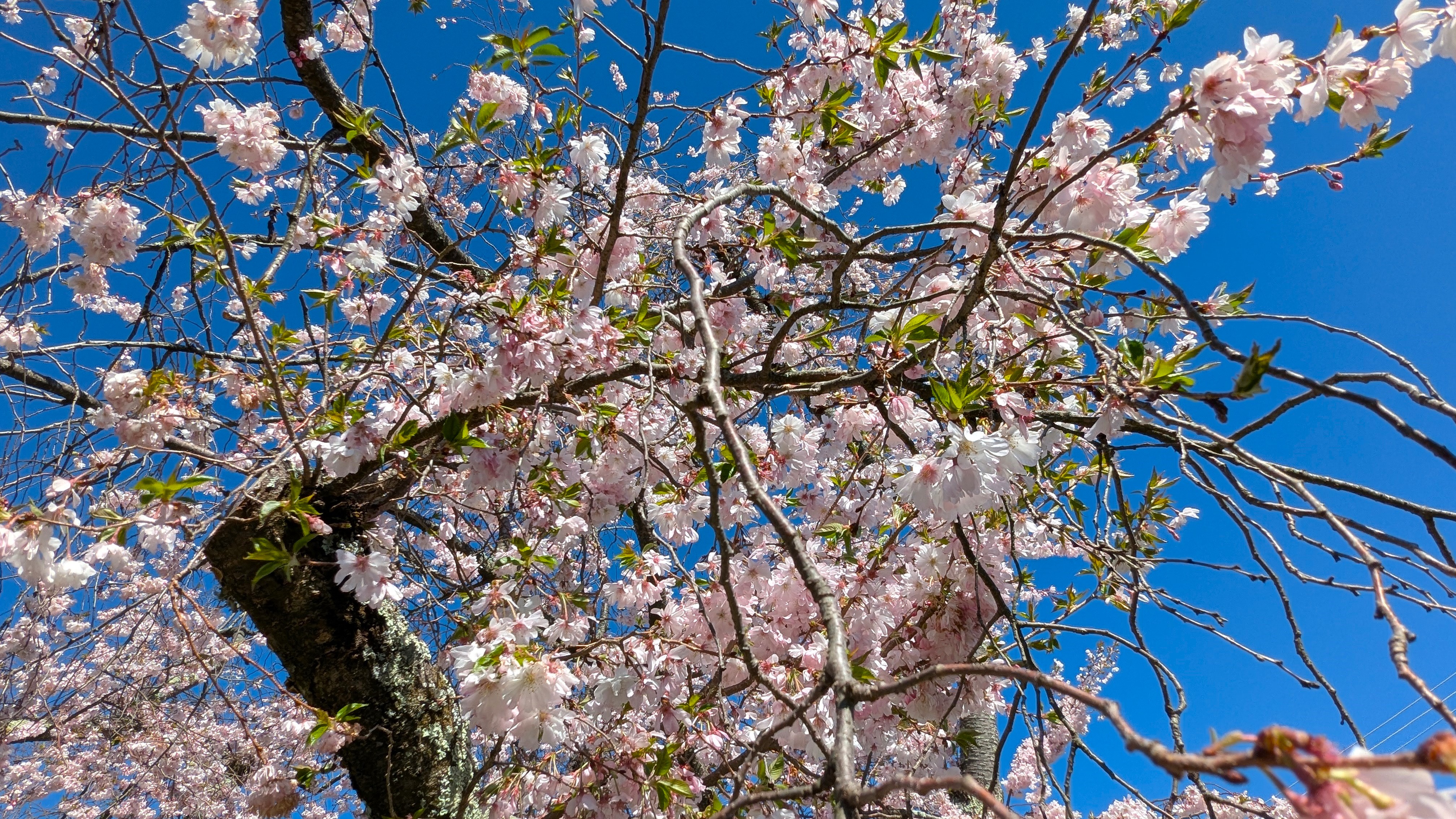 Ambler Arboretum: Spring Director’s Walk