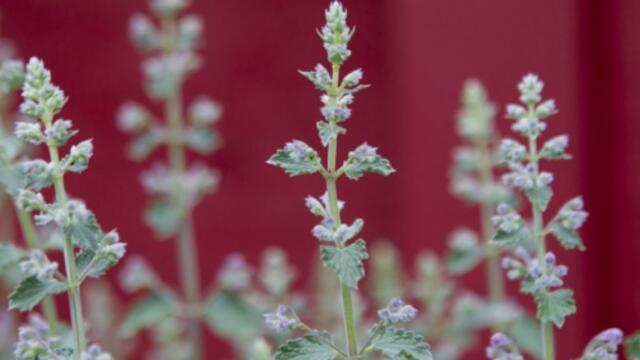 20120418_gardens_026_1