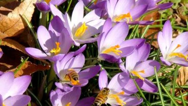 bees_and_crocus-4