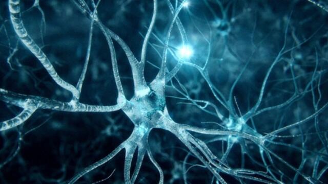A three-dimensional scan of neurons firing inside a brain.