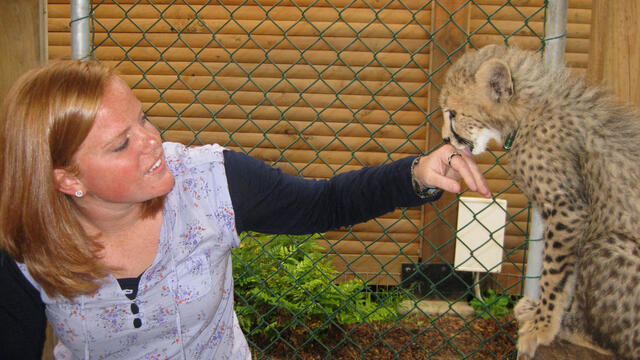 cheetah-outreach3