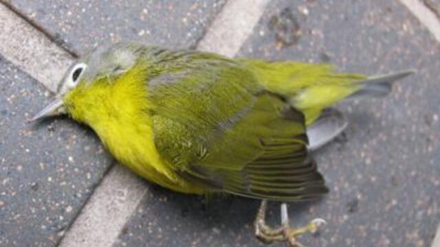 deadbird