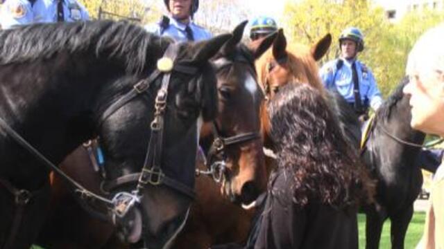 horse2