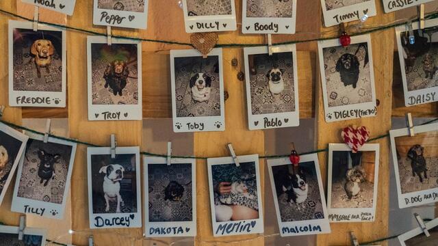 Photos on a line