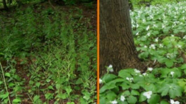 trilliumtrail_1